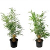Image 11: 1 ou 2 plantes "Fargesia Red Dragon"