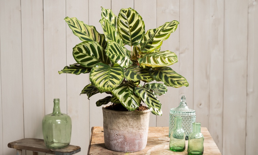 Image 6: Planta Calathea