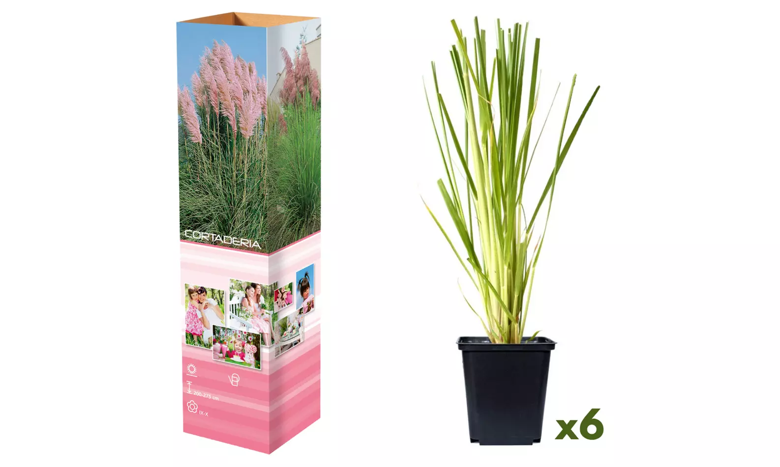 Set de 3 plantas de exterior Pampa