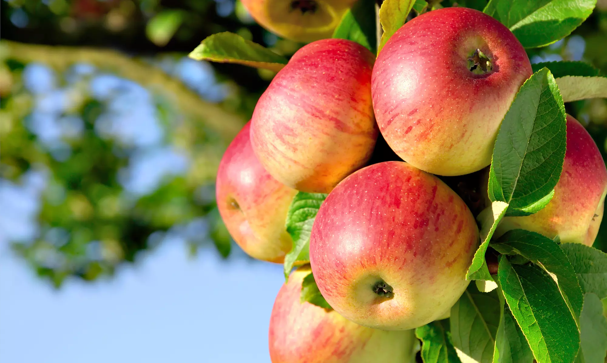 Apple Picking for Two, Four, or Up to Six at Wright's Farm (Up to 40% Off) - Primary Image