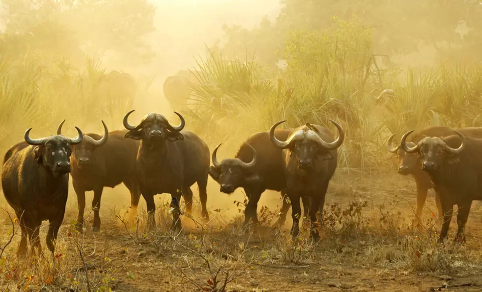 12-Day Tour of South Africa with Round-Trip Airfare & Hotels from Gate 1 Travel. Price/Person Based on Double Occupancy. - Primary Image