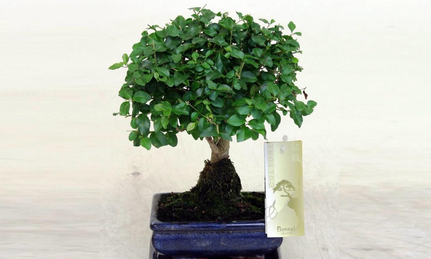 Image 2: Twee of vier Bonsai boompjes