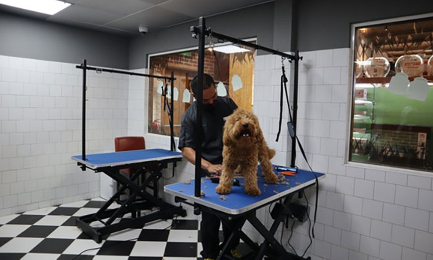 Image 11: Premium Pet Grooming: Wash, Nail Clipping, Haircut, More – Cats & Dogs