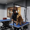 Image 11: Basic or Full Grooming Service for Cats and Dogs - All Sizes!