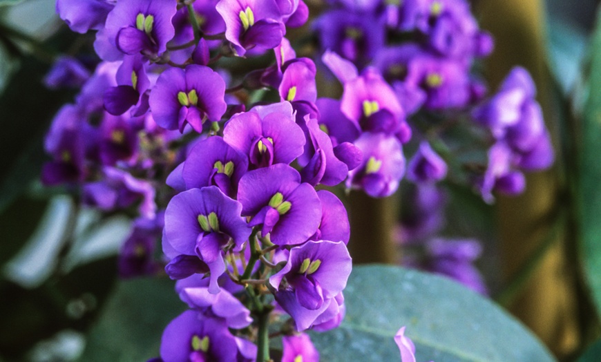 Image 2: Lilac Vine Plant