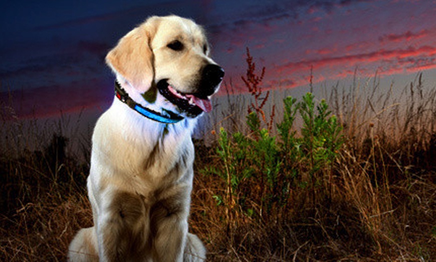 Image 2: LED Dog Collars