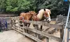 Petting Zoo and Pony Ride (Up to 28% Off) at Happi Farm