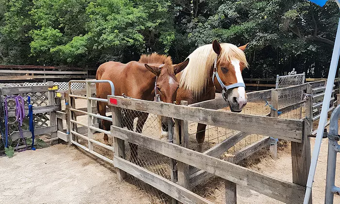 Zoo Entry with 5-Minute Pony Ride for Up to Four People
