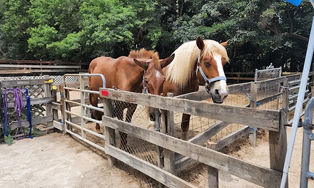Zoo Admission with Five-Minute Pony Ride for One - Horse And Petting Pal Interaction, Inc.