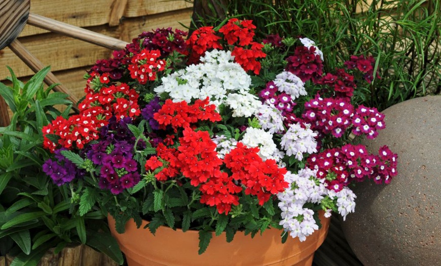Image 19: 15 Mixed Garden Ready Summer Bedding Plant Collection