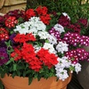 Image 19: 15 Mixed Garden Ready Summer Bedding Plant Collection