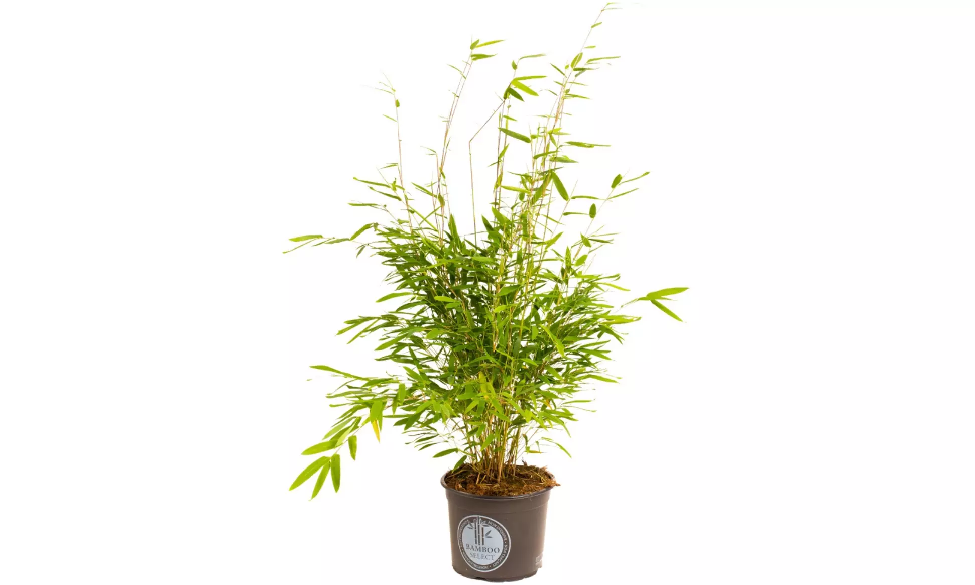 1, 2 of 4 Fargesia bamboe planten