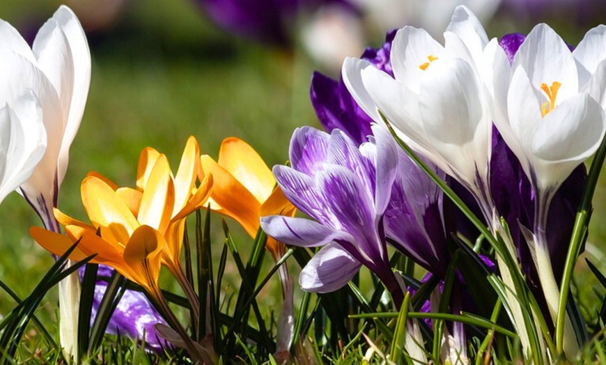Image 8: Bulbes de crocus à grandes fleurs