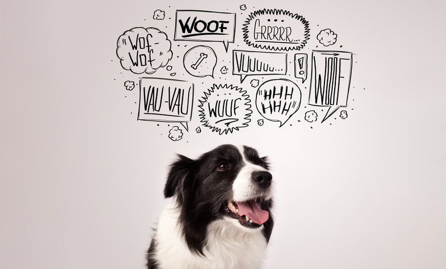 Image 1: Canine Communication Course plus Certificate - Flexible & Online!