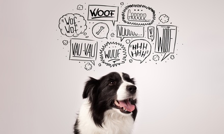 Canine communication - New Skills Academy