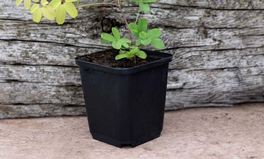 Image 2: Akebia Quinata Chocolate Vine