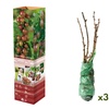 Image 2: 3 ou 6 groseilliers à maquereau rouges et / ou verts de Gardenzo