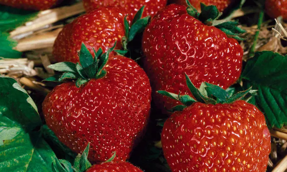 Summer Strawberry Harvest Collection