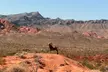 Discover Las Vegas: Hoover Dam, Valley of Fire, Boulder City in a Day with Forventura Tours (Up to 17% Off) - Second Medium