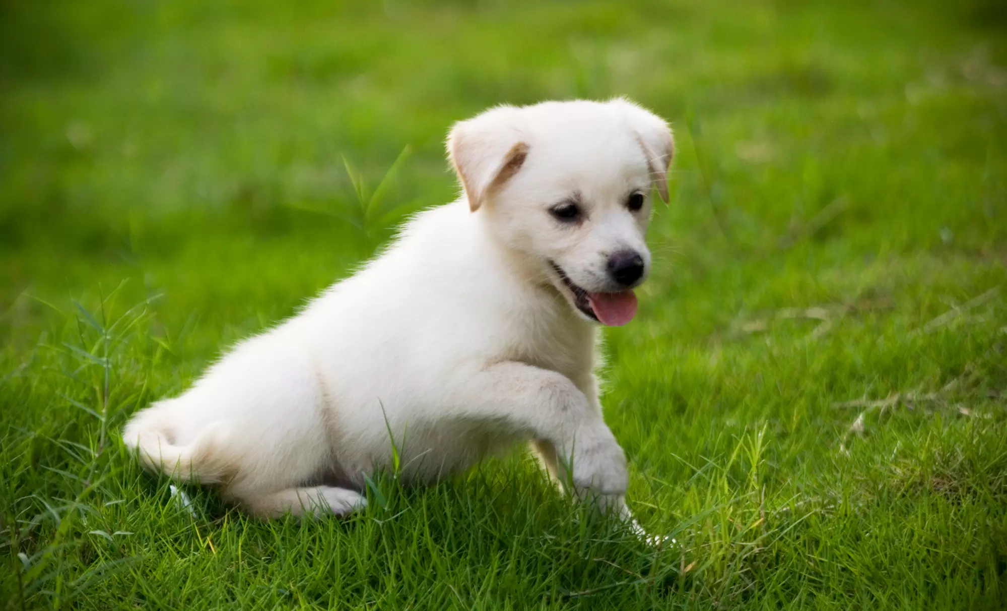 Four or Eight Weeks of Dog-Waste Removal for One Dog from Clear Your Mines, LLC (Up to 50% Off) - Primary Image
