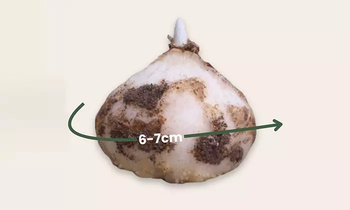 3x Fritillaria Lutea/Rubra „Kaiserkrone“ in Gelb oder Rot - Image 7