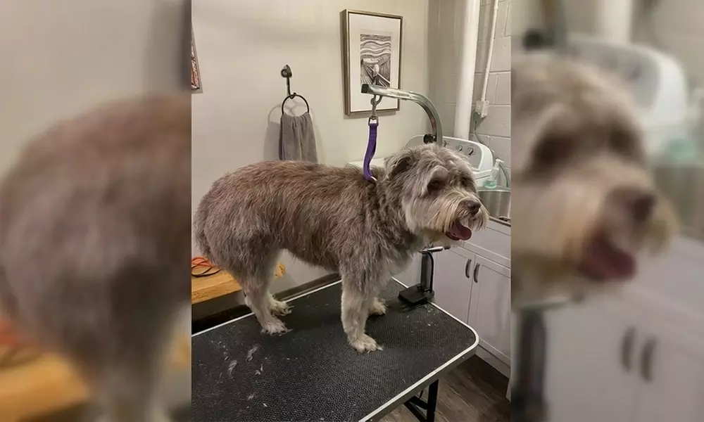 In-Home Full Service Dog Grooming for Small to XL Dogs