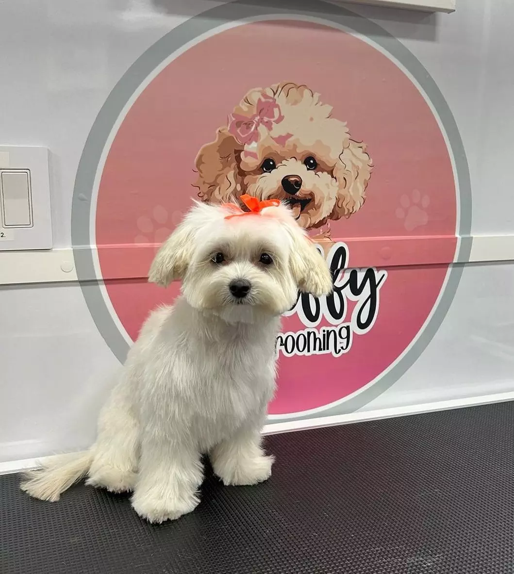 Get a Full Bath + Deshedding, One Full Groom or Full Teeth Cleaning