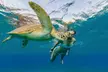 16 Locations Oahu Circle Island Tour: Driver, Local Guides, Lifeguard & Snorkeling with Turtles(Up to 50%Off)  - Second Medium