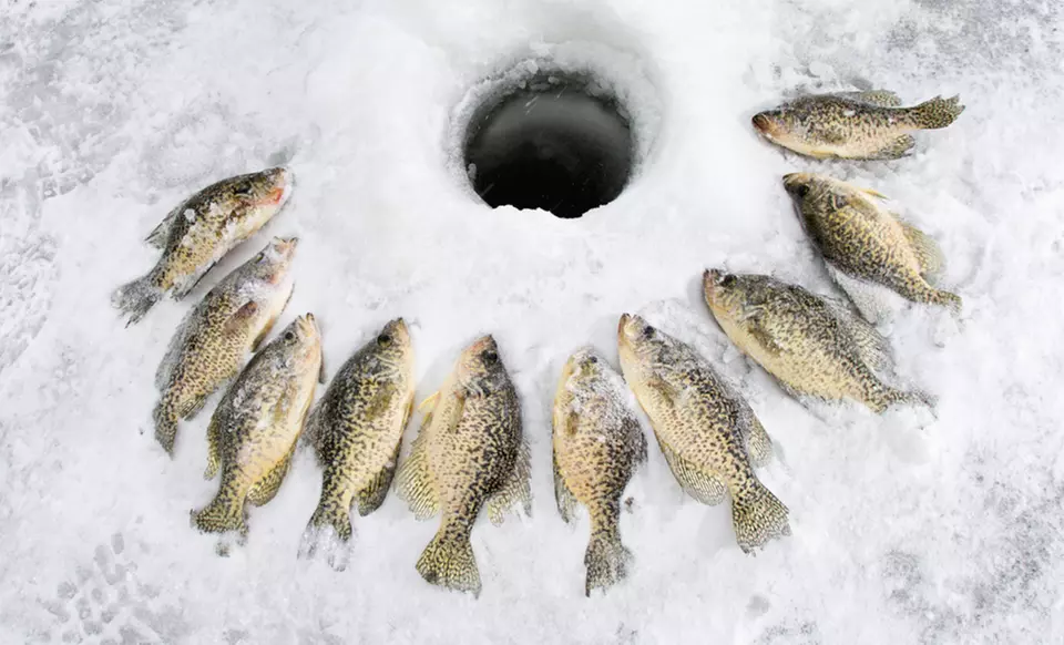 C$89 for a Four-Hour Ice-Fishing Experience at Ice Fish Simcoe (C$300 Value) - Primary Image