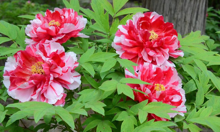 Image 4: Peony Plants in Pots