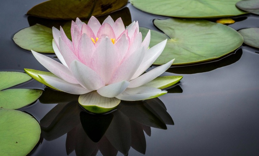 Image 3: Up to 67% Off on Reiki at Roselight reiki