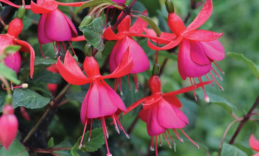 Image 3: Climbing Fuchsia Fusion