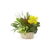 Image 4: Same Day Live Plants & Dish Gardens from Blooms Today with Delivery 60% Off