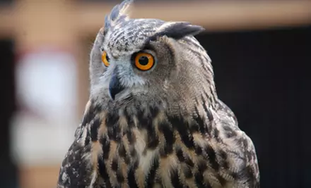 $15 for Four Passes and a $2 Donation to The Peregrine Fund's World Center for Birds of Prey ($30 Value) - Primary Image