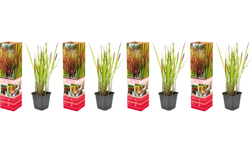 Image 3: Set de 4 ou 8 graminées ornementales "Red Baron" de Gardenzo