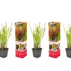 Image 3: Set de 4 ou 8 graminées ornementales "Red Baron" de Gardenzo
