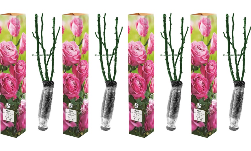 Image 5: Lot de 4 roses à grandes fleurs de la marque 