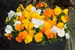 Vibrant Winter Flowering Pansy Mixes - up to 72 Plants - Image 2