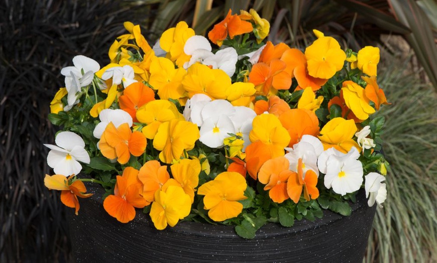 Image 2: Vibrant Winter Flowering Pansy Mixes - up to 72 Plants