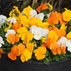 Image 2: Vibrant Winter Flowering Pansy Mixes - up to 72 Plants