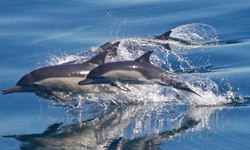 Image 7: Experience Mesmerizing Whale Watching Adventure on a Luxurious Cruise 