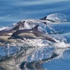 Image 7: Experience Mesmerizing Whale Watching Adventure on a Luxurious Cruise 