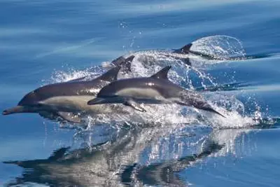 Whale Watching Cruise Deals & Discounts in San Diego