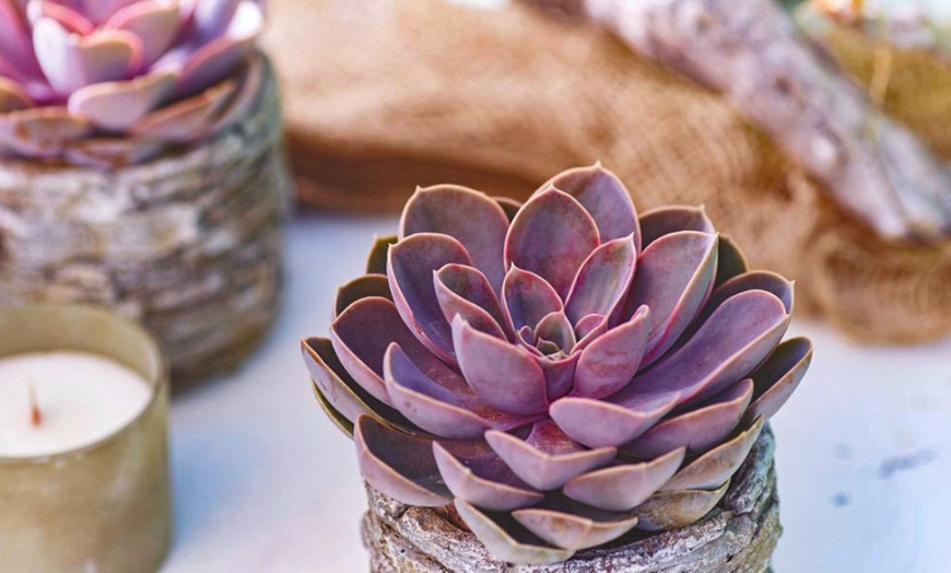 Image 10: 4 or 8 Echeveria Jumbo Plug Collections with Optional Bowl Planter