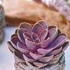 Image 10: 4 or 8 Echeveria Jumbo Plug Collections with Optional Bowl Planter