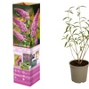 Image 4: Lot de 3 ou 8 plantes de Buddleja Davidii