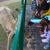 Image 4: Safari Park Passes with Drive Through and Walk Through Access