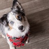 Image 2: JCPenney Portraits In-Studio Family & Pet Photography Sessions