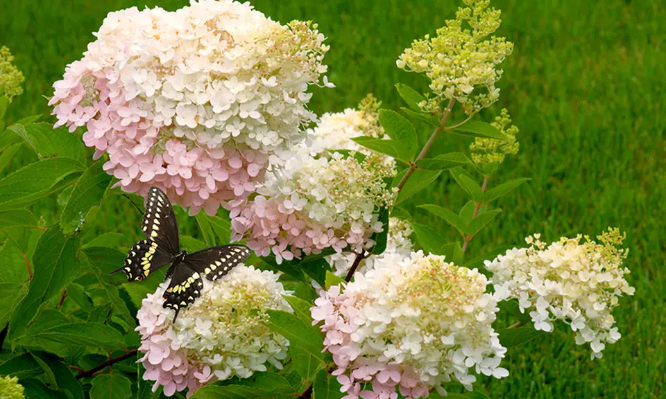 Pre-Order Assorted Young Hydrangea Plants - Primary Image