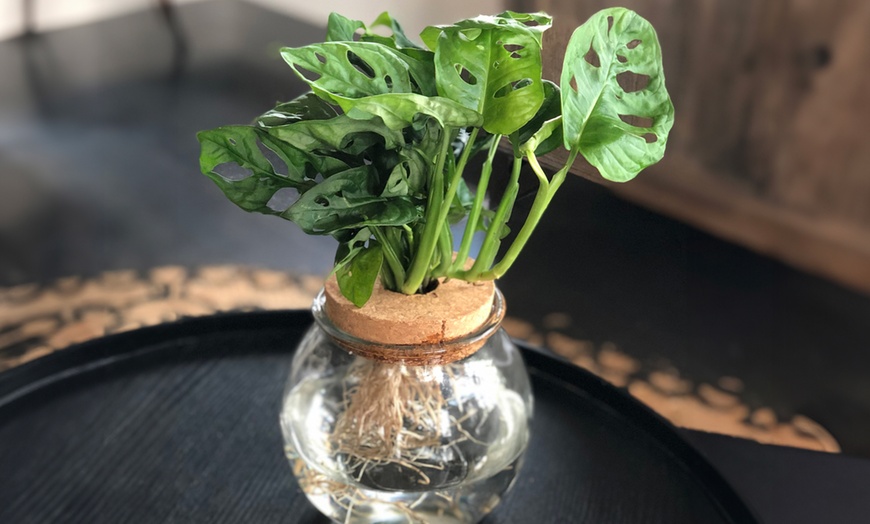 Image 4: Plante hydroponique avec vase en verre